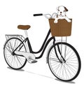 Bicycles and french bulldog Puppy