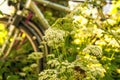 Bicycles hidden behind ground elder Royalty Free Stock Photo