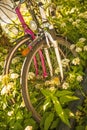 Bicycles hidden behind ground elder Royalty Free Stock Photo