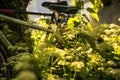 Bicycles hidden behind ground elder Royalty Free Stock Photo