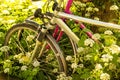 Bicycles hidden behind ground elder Royalty Free Stock Photo