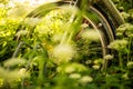 Bicycles hidden behind ground elder Royalty Free Stock Photo