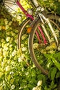 Bicycles hidden behind ground elder Royalty Free Stock Photo