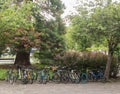 BICYCLES PARKED UNDER THE LEAFY TREES Royalty Free Stock Photo