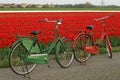 Bicycles in the tulipfield in Holland