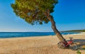 Bicycles under the pine tree on a beach Royalty Free Stock Photo