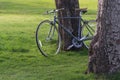 A Bicycles under a tree