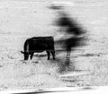 Bicyclist blur in front of cow standing in a field, black and white abstract
