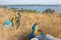 Bicyclist in bright sporty Shoes resting on Grass