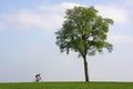 Bicyclist passing a lonely tree