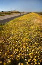 Bicyclist & Spring Bloom