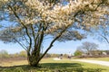 Bicyclists on cycle track and blooming serviceberry, Gooi, Netherlands