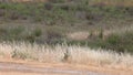 Bicyclists on a park trail