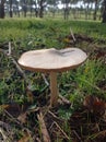 Bid fungi, mushroom Volvopluteus gliocephalus
