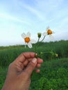 Bidden pilosa flowers in hand with bright sky green grass