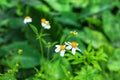 Bidens alba, also known as Spanish needle or butterfly needle