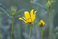 Bidens aristosa, Bearded Beggarticks, Tickseed Sunflower, Bur Marigold