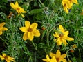 Bidens of the Asteraceae family, an ornamental plant in the garden Royalty Free Stock Photo