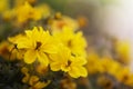 Bidens ferulifolia flowers in the garden