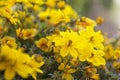 Bidens ferulifolia flowers in the garden