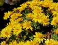 Bidens ferulifolia `Namid Compact Double Yellow`