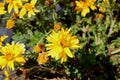 Bidens ferulifolia `Namid Compact Double Yellow`