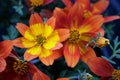 Bidens ferulifolia plant with beautiful flowers