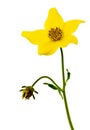 Bidens flower Royalty Free Stock Photo