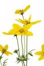 Bidens flower Royalty Free Stock Photo