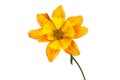 Bidens flower against white Royalty Free Stock Photo