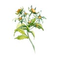 Bidens flower, beggarticks medicinal plant watercolor illustration isolated on white background. Yellow flower, useful