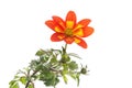 Bidens flower and foliage Royalty Free Stock Photo