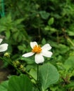 Bidens Pilosa