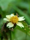 Bidens pilosa also called ketul kebo, ketul sapi, jaringan, caringan, lanci thuwa, lancing thuwa, cing-lancingan, Spanish Needle,