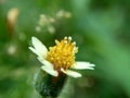 Bidens pilosa also called ketul kebo, ketul sapi, jaringan, caringan, lanci thuwa, lancing thuwa, cing-lancingan, Spanish Needle,