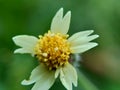 Bidens pilosa also called ketul kebo, ketul sapi, jaringan, caringan, lanci thuwa, lancing thuwa, cing-lancingan, Spanish Needle,