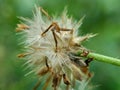 Bidens pilosa also called ketul kebo, ketul sapi, jaringan, caringan, lanci thuwa, lancing thuwa, cing-lancingan, Spanish Needle,