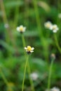 Bidens pilosa (also called ketul kebo) with a natural background