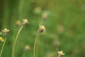 Bidens pilosa (also called ketul kebo) with a natural background