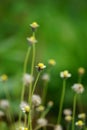 Bidens pilosa (also called ketul kebo) with a natural background