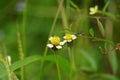 Bidens pilosa (also called ketul kebo) with a natural background