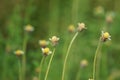 Bidens pilosa (also called ketul kebo) with a natural background