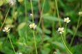 Bidens pilosa (also called ketul kebo) with a natural background