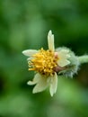 Bidens pilosa also called ketul kebo, ketul sapi, jaringan, caringan, lanci thuwa, lancing thuwa, cing-lancingan, Spanish Needle,