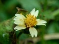 Bidens pilosa also called ketul kebo, ketul sapi, jaringan, caringan, lanci thuwa, lancing thuwa, cing-lancingan, Spanish Needle,