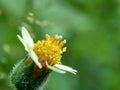 Bidens pilosa also called ketul kebo, ketul sapi, jaringan, caringan, lanci thuwa, lancing thuwa, cing-lancingan, Spanish Needle,