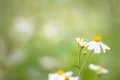 Bidens pilosa is a biennial plant found along the way Or fallow.