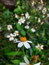 Bidens pilosa or cobblers pegs on the fence. It has white petals and yellow disc florets in the center. Royalty Free Stock Photo