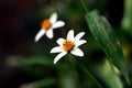 Bidens pilosa. Dicotyledoneae, hypertension. Bidens pilosa and flower in tropical garden.