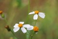 Bidens pilosa flower